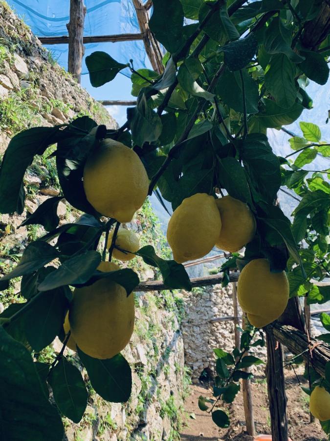 Il Giardino Dorato Villa Maiori Eksteriør billede